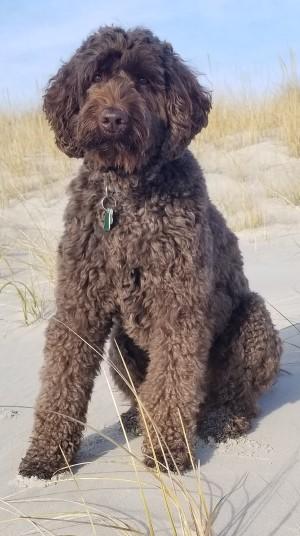 dog on beach