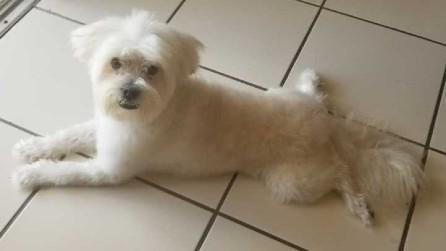 Dog on tile