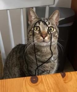 Cat on chair with string on its face