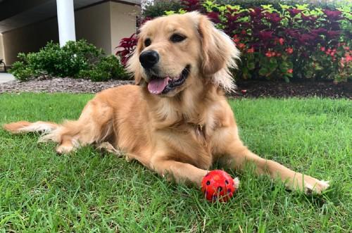 Dog with ball in yard