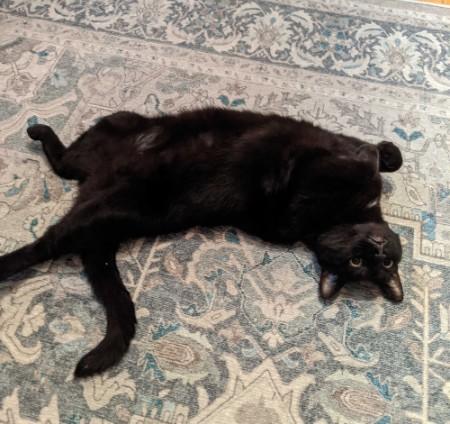 Cat on rug