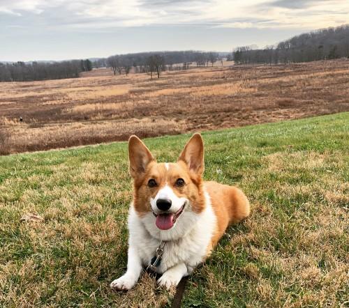 Dog in field