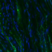 tendon dapi and elastin