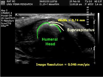 in vivo example