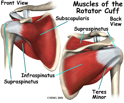 shoulder muscle anatomy