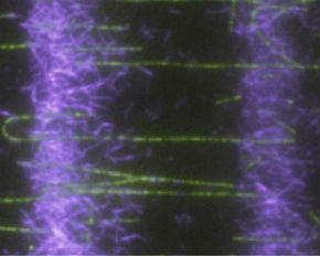 Cytoskeletal Assemblies, Membrane Transport, and Biomimetic Platforms