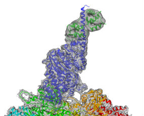 Cytoskeletal Motors