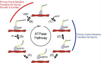 Motors in Muscle Contraction and Disease