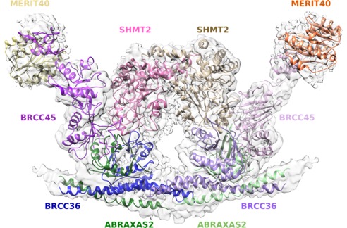 BRISC-SHMT2