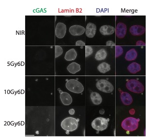 cGAS Micronuclei