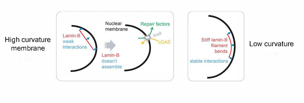 Discher Lab Figure