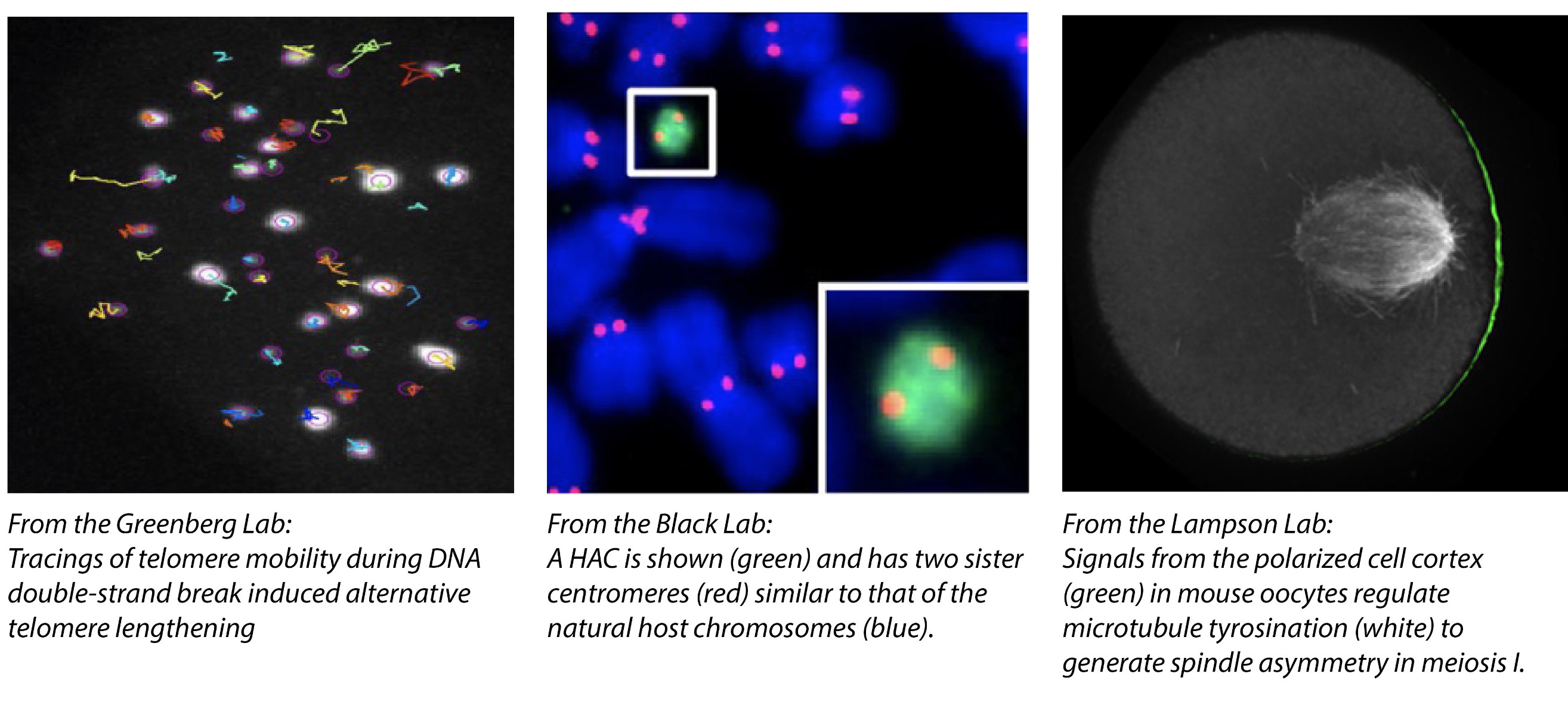 Lab Images