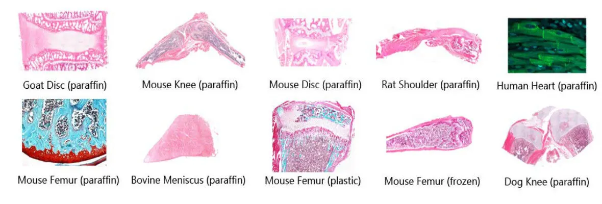 Banner of Histology Images