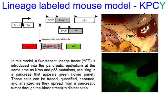 Lineage labeled mouse model - KPCY