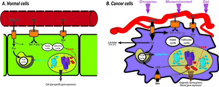 Dr. Wellen Graphic