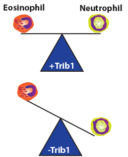 Trib1 regulates eosinophil lineage commitment and identity by restraining the neutrophil program