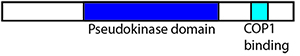 Trib protein schematic