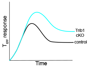 Trib1 regulates T cell function