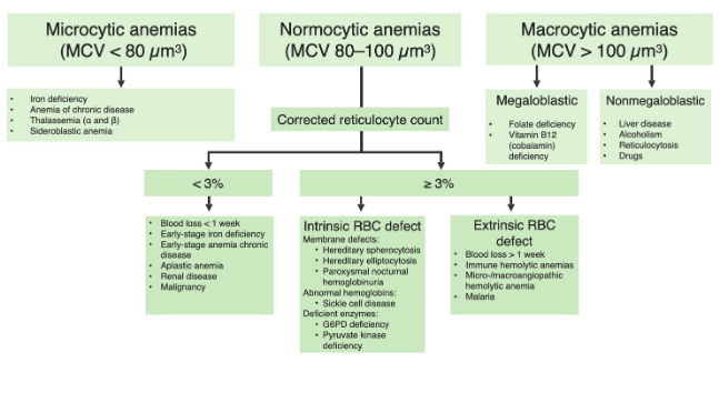 Flowchart categorizing anemia into microcytic, normocytic, and macrocytic types with causes further stratified by reticulocyte count.