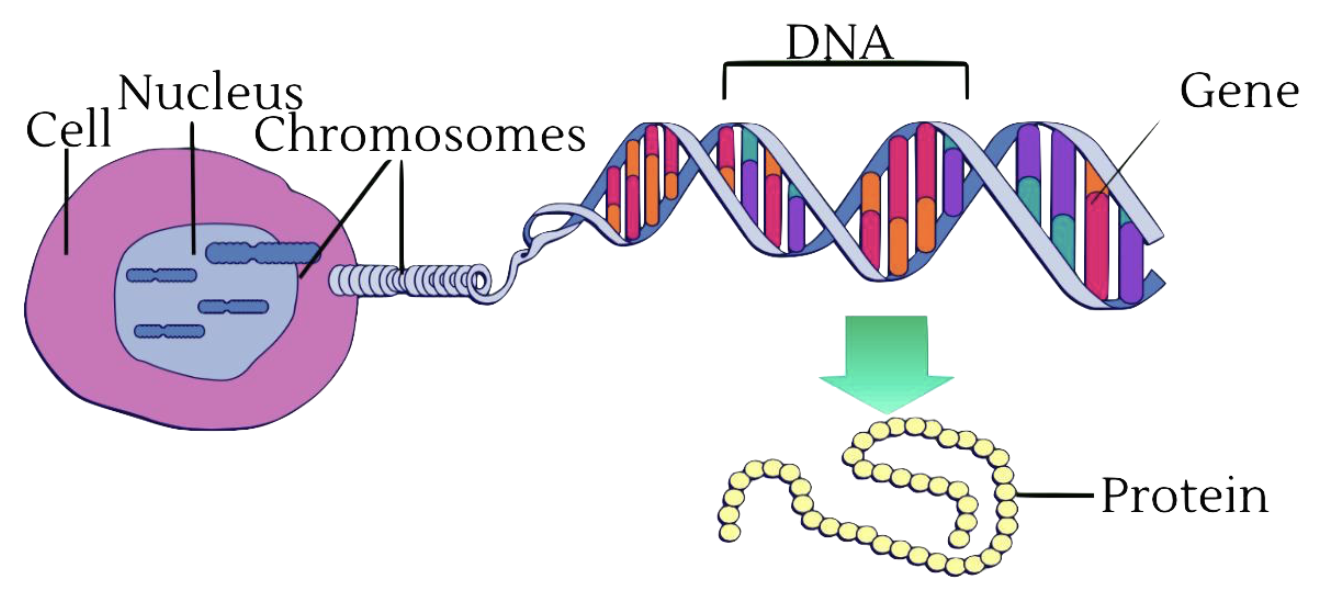 Геном белого человека. ДНК. Гены ДНК. Гены и хромосомы. Ген хромосома геном.