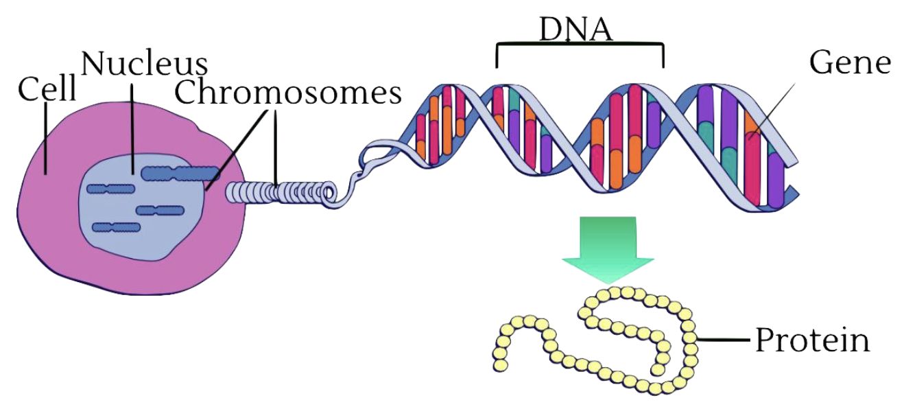 basic genetic process