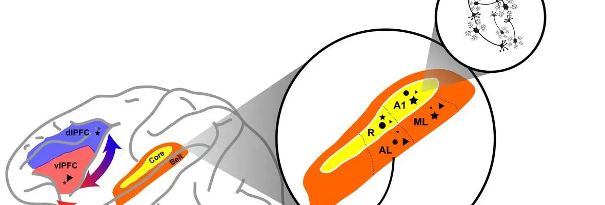 Circuit for auditory decision making in the brain