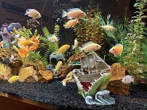 Waiting room aquarium.