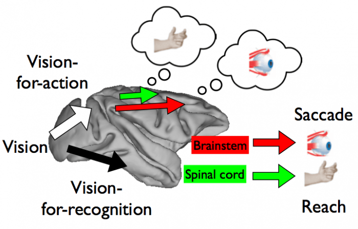 A simple diagram showing the way our hand eye coordination works within the brain.