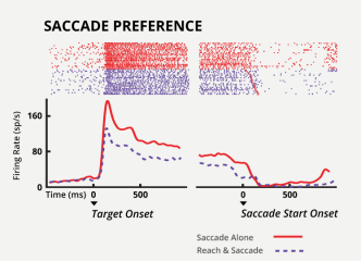 This chart measures the reaction time of neurons firing when we are looking at an object.