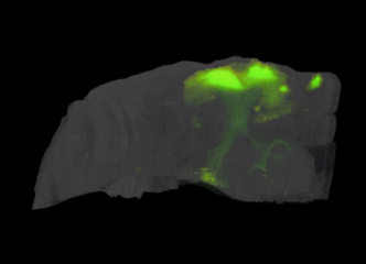 We are using a combination of magnetic resonance imaging and large-scale recordings together with electrical and optogenetic stimulation to map the brain.