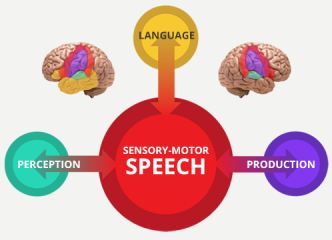 A simple graph showing what our sensory-motor speech have control over and where they are located within the brain.