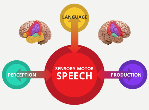 A simple graph showing what our sensory-motor speech have control over and where they are located within the brain.