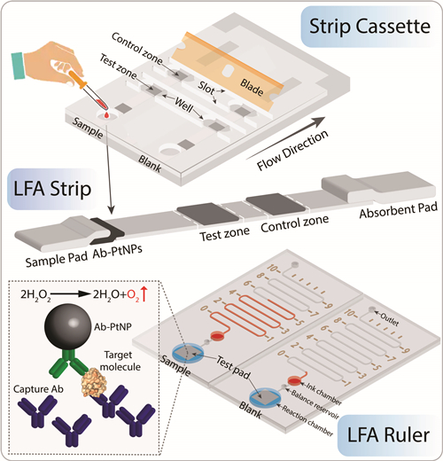 Lateral Flow Assay Ruler