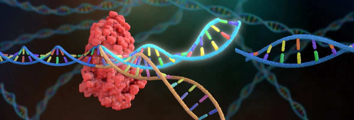 miscroscopic view of human gene dna