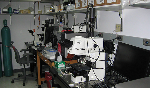 Inverted phase contrast microscopes in Airways Biology Initiative's basic science research labs. 