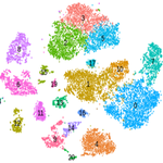tSNE plot