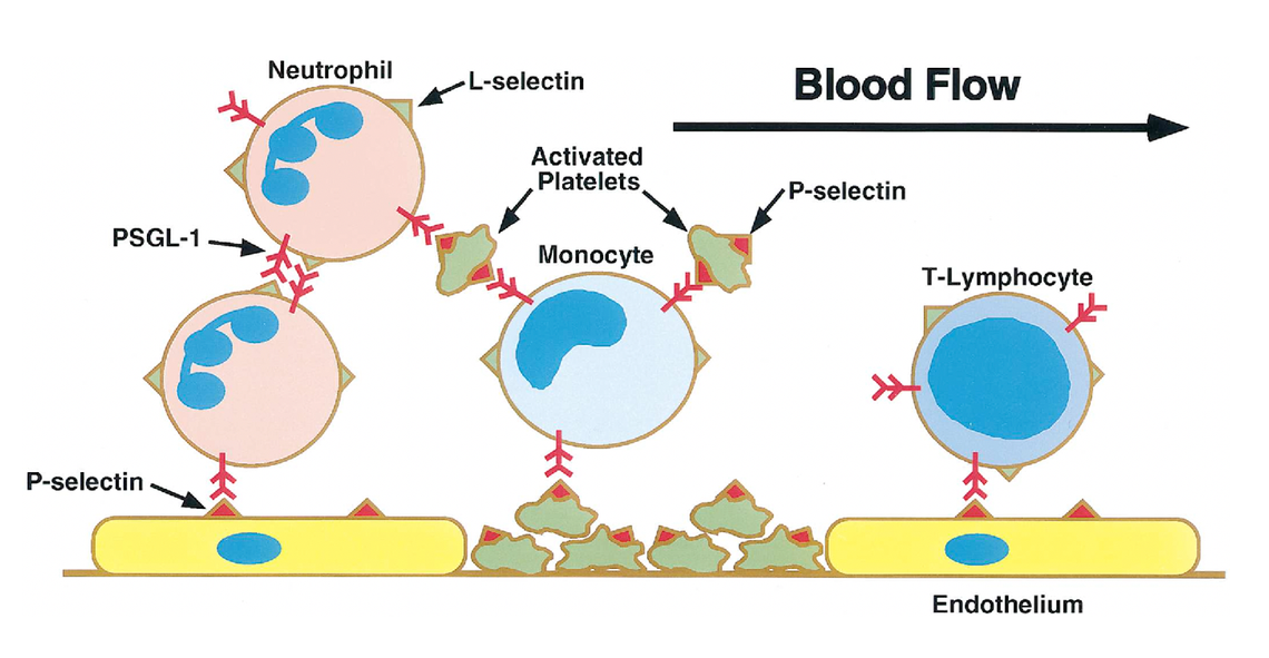 RVCL selectin multicellular model