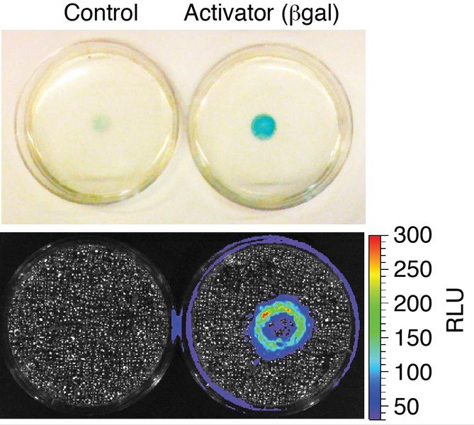 The figure shows experiments demonstrating that cells can be used as proximity reporters. In the top panel, control or activator cells were plated in the center of a plate containing reporter cells. When activator (but not control) cells are plated, an enzymatic reaction resulting in the production of chemical with a blue color occurs. The bottom panel shows analogous experiment with bioluminescence. When activator (but not control) cells are plated with reporter cells, bioluminescence is generated where the two cell populations meet.
