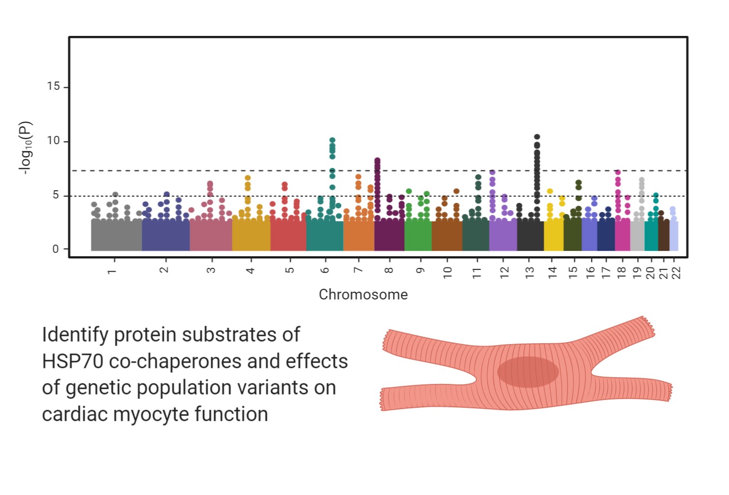 Illustration of GWAS functioning