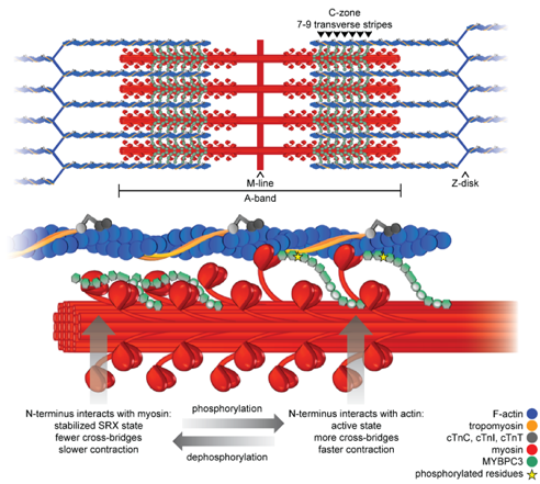 illustration of genetic variants in HCM