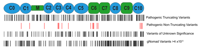 illustration of truncating variants