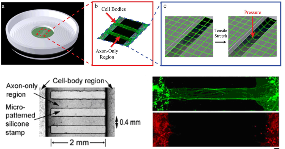 Cultured Axon Tensile Stretch