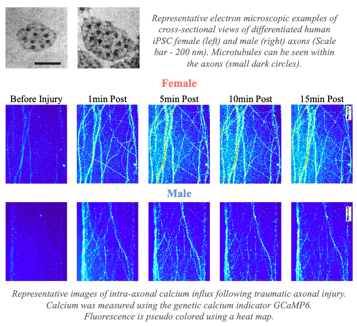 Male-Female Axons