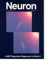 Neuron