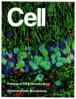 Cell Cover 11