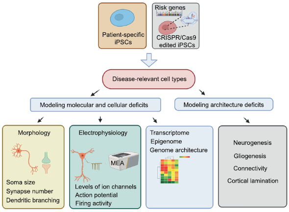 Diagram showing the applications of using iPSCs for studying neuropsychiatric disorders