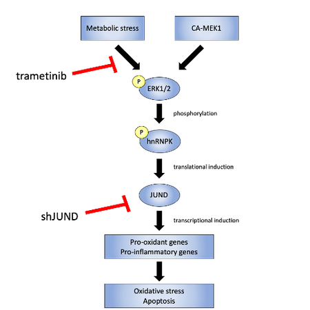 Activation of an ERK/hnRNPK/JUND axis during metabolic stress