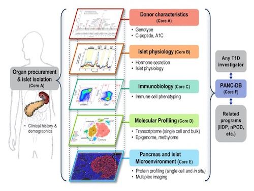 HPAP T1D models