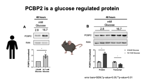 PCBP2 is a glucose regulated protein