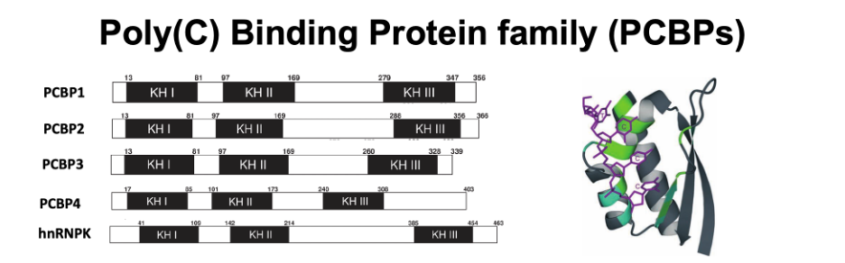 Poly(C) Binding Protein family members and protein structure.